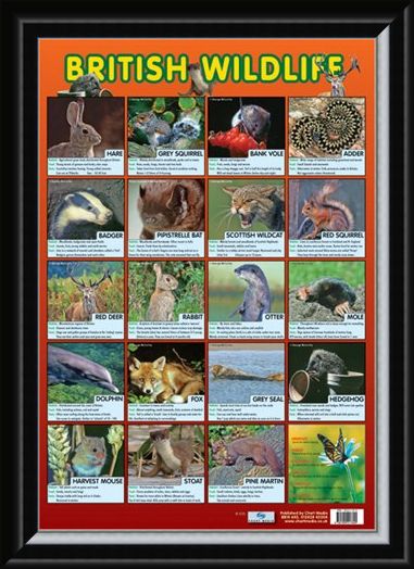 Framed Framed British Wildlife - Native British Animals
